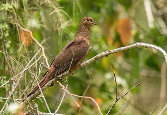  Brown Cuckoo-Dove 