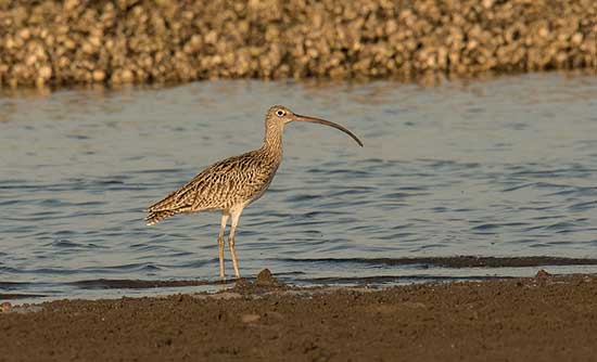  Eastern Curlew